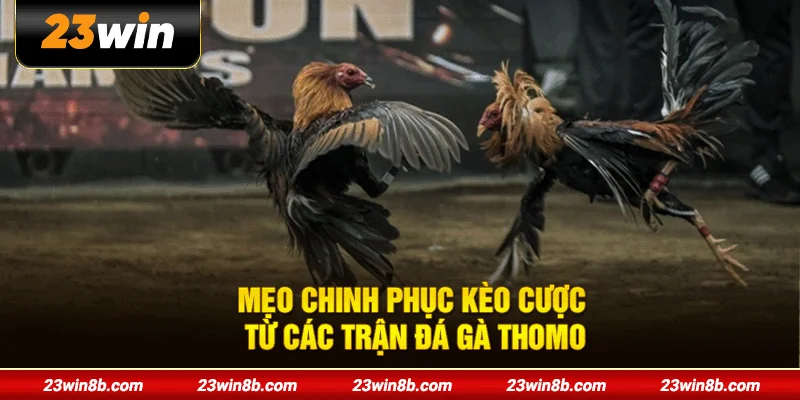 Mẹo chinh phục kèo cược từ các trận đá gà Thomo